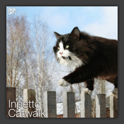 Catwalk